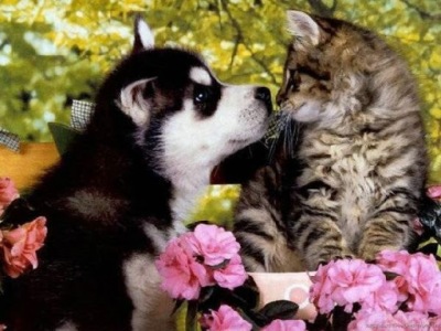 very-cute-dogs-cats-together-moments